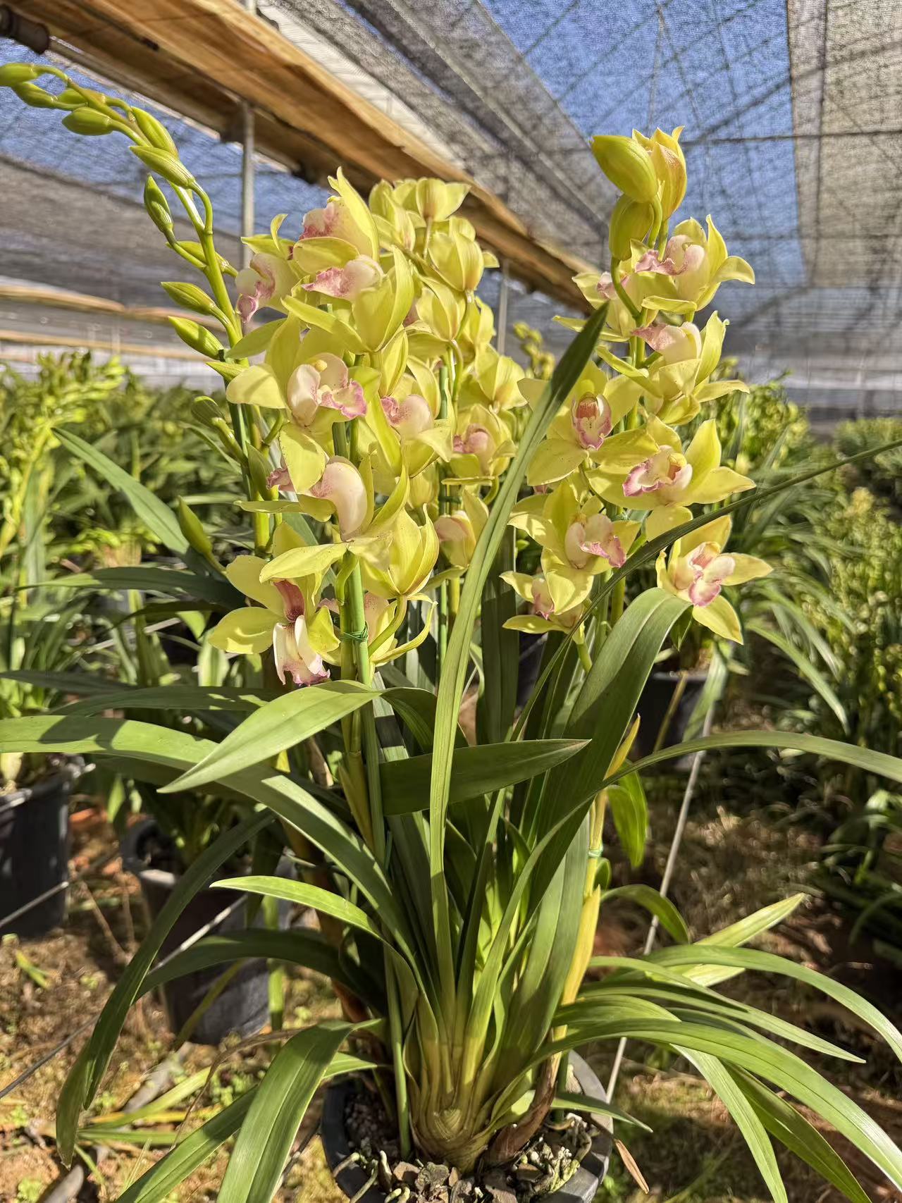 碧玉 5枝花剑大花蕙兰   年宵花盆栽  带花苞发货
