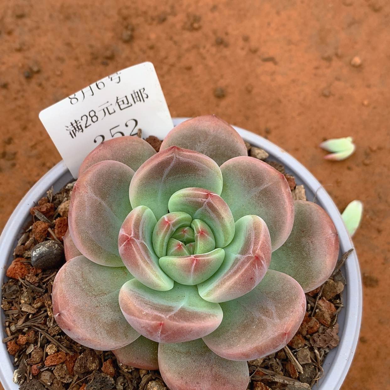 【闪购商品】云352号