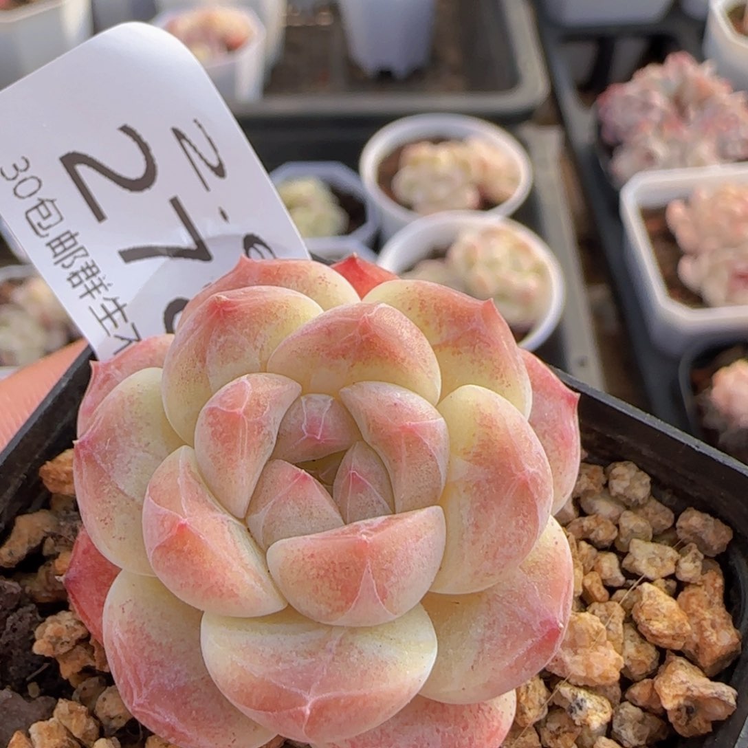 秘境冰魄单头精控