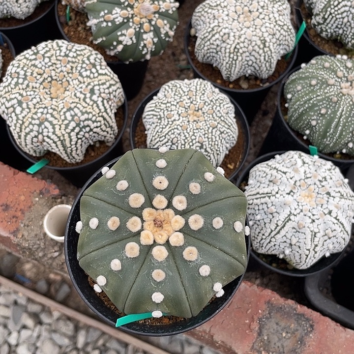 实生连心大尤琉璃兜福利