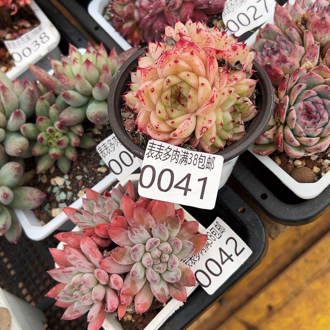 开***乐多肉一物＿拍植物0041