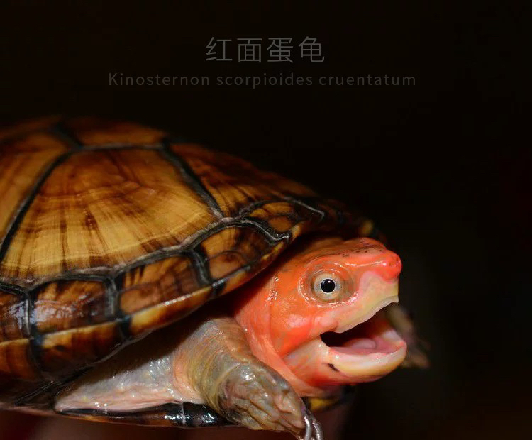 红面蛋龟 皮实好养