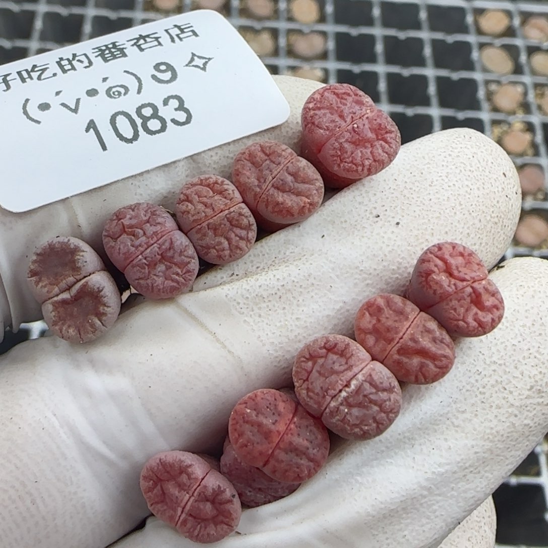 1083。阿克塞尔。。。。。。。十棵。