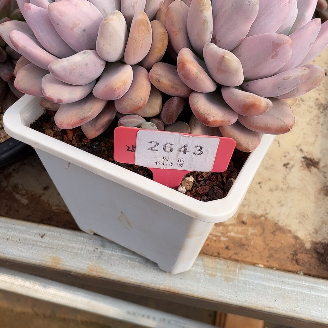 我***鱼奥普锦精控2643号