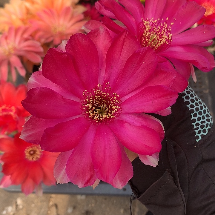 149 实生丽花6.5厘米盆 球体缺水