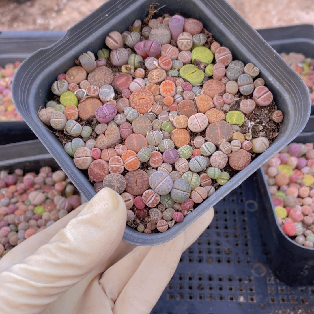 一盆彩切8888888888888