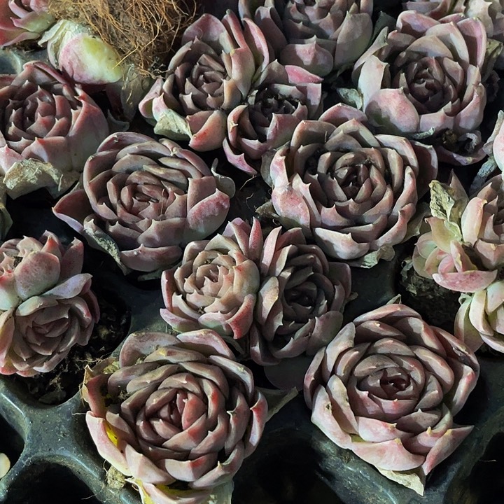 小梦幻星云1元带土发