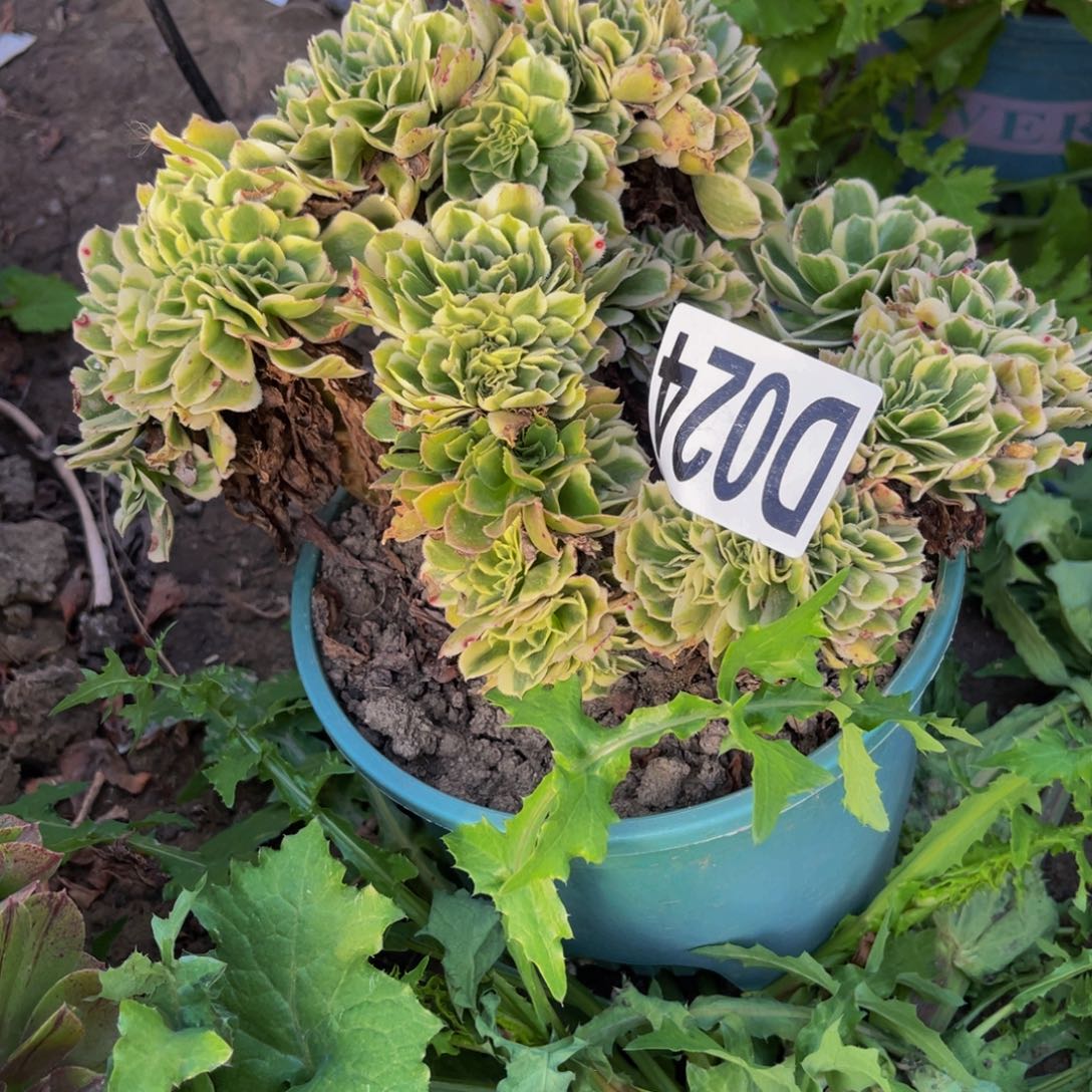 迈巴赫法师14//43