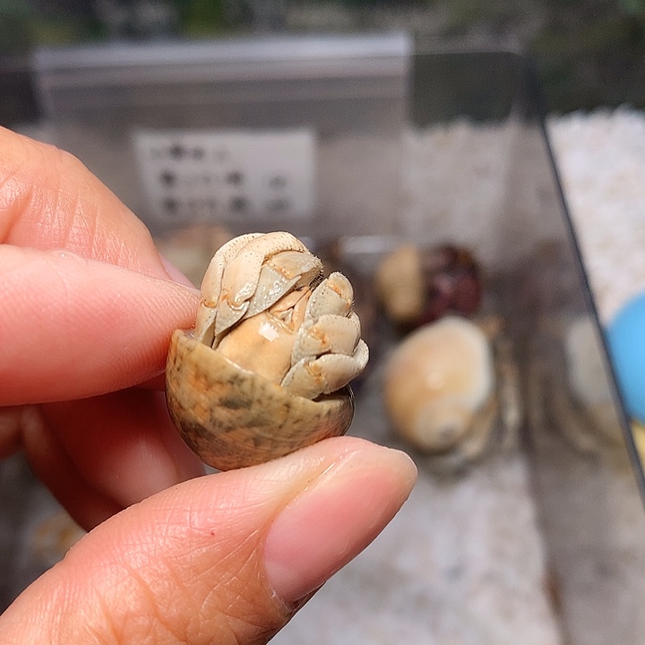 1.6口径奔跑的寄居蟹26号