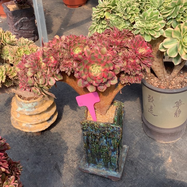 万白朵朵脱土发货啊