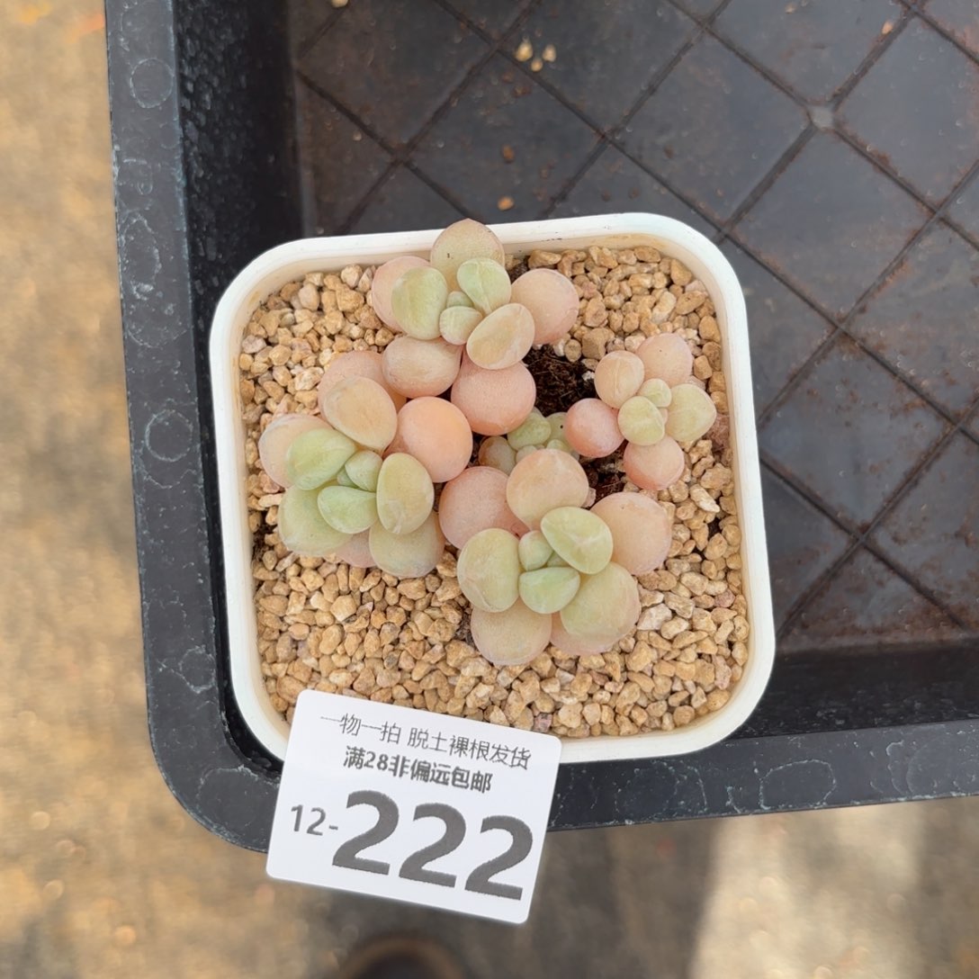 萤火虫奶老桩多肉