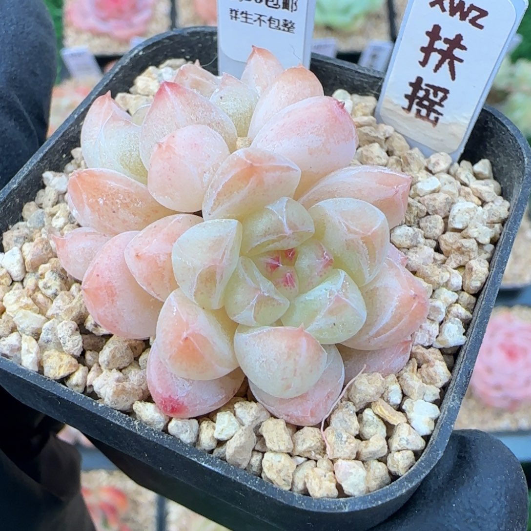 040   扶摇   5厘米盆