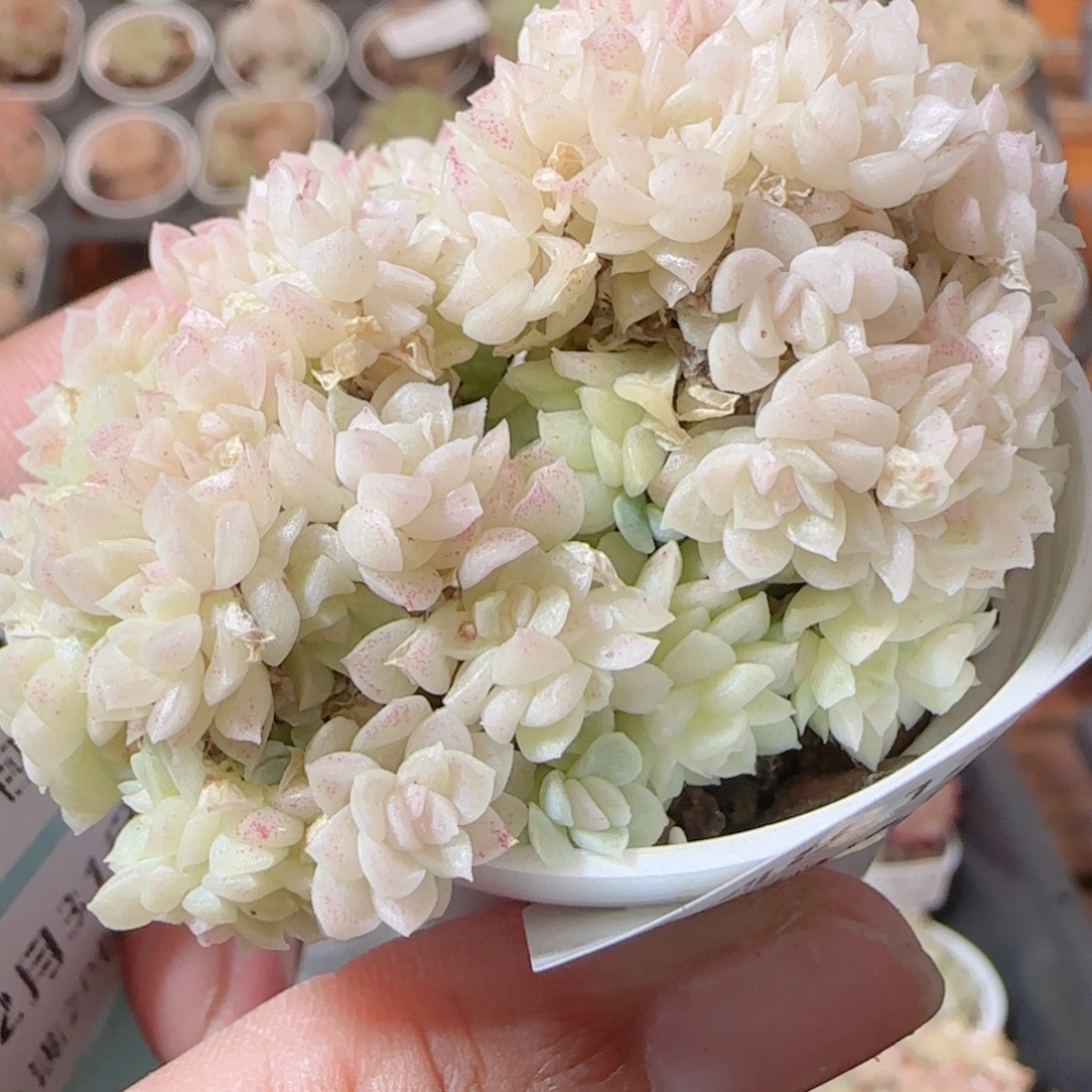 花语多肉1231-148散