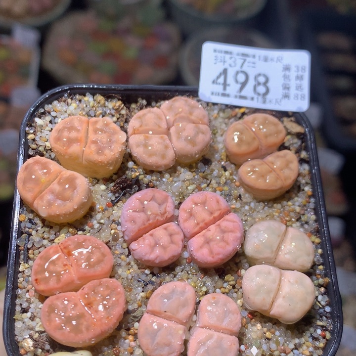 精品生石花37.498