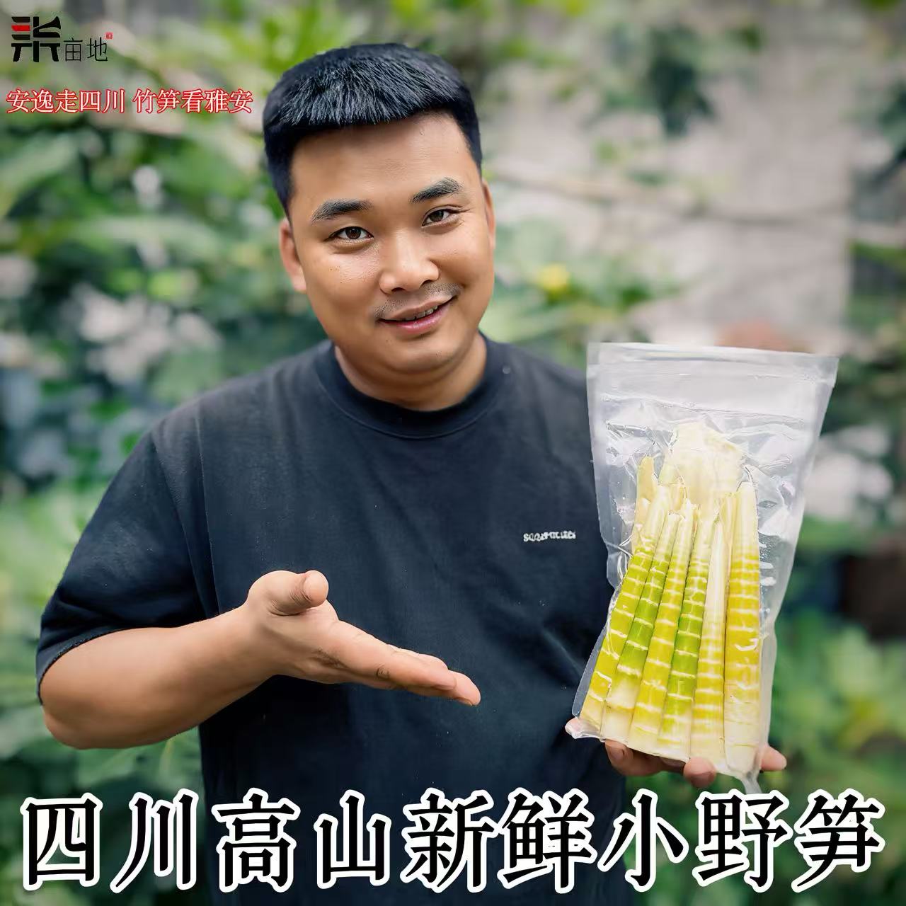 四川雅安野生天然刺竹笋小野笋八月笋牛尾笋秋竹笋黑灰笋冷链包邮