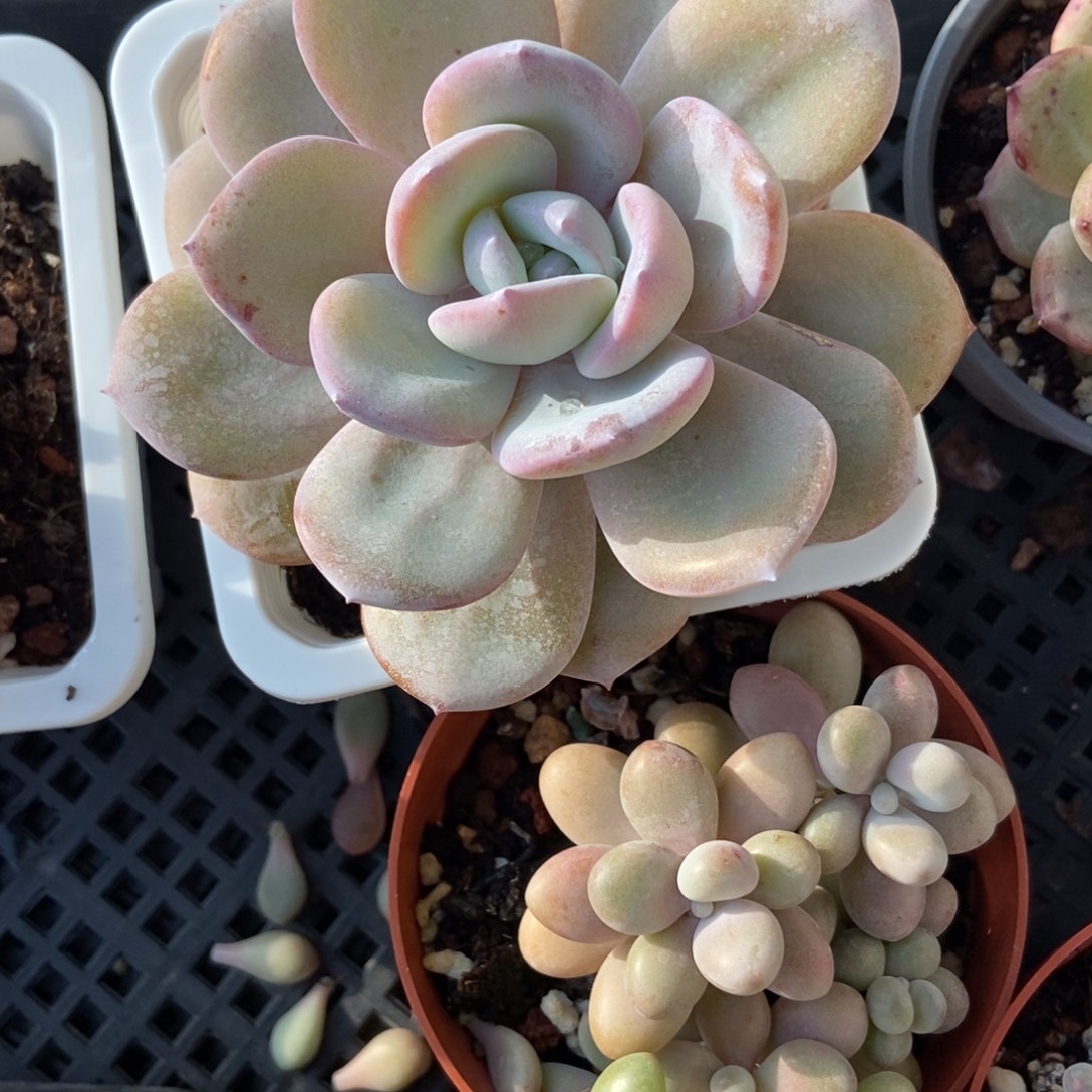 873奶茶多肉植物多肉