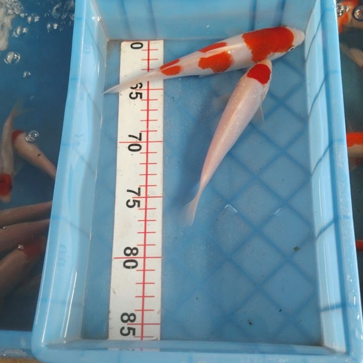 海水鱼顺丰包邮开箱包活3