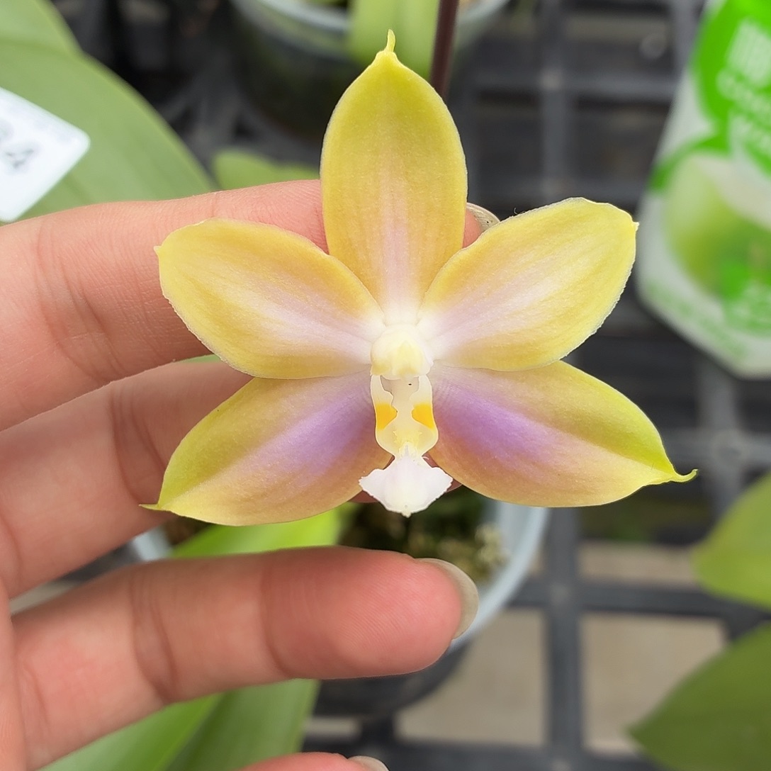 当前无花朵，栽培后可花朵A284yss1233