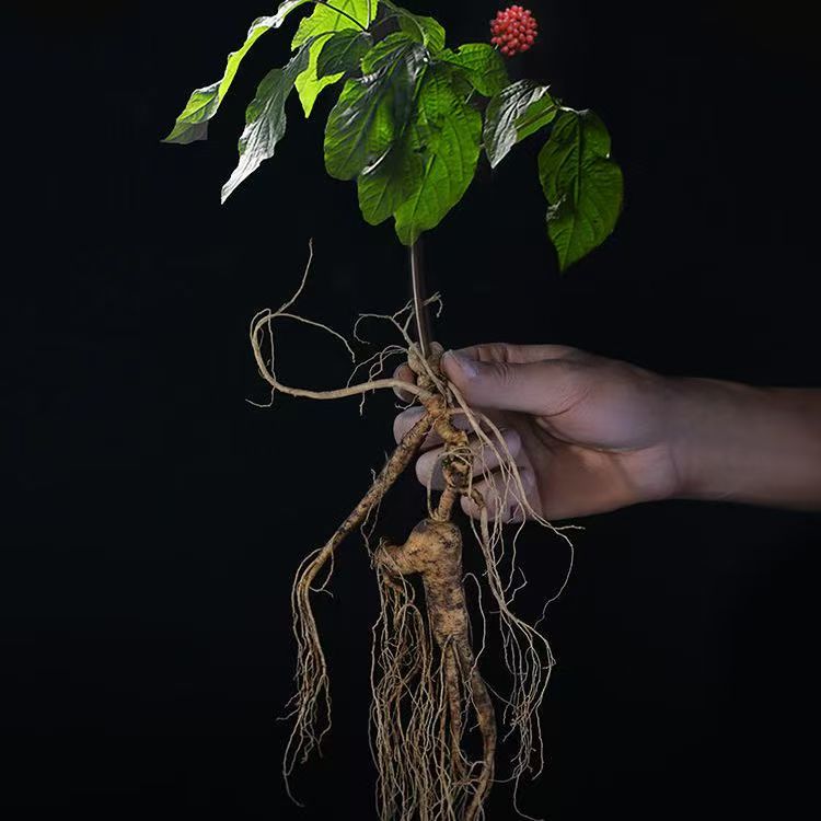 长白山人参，一物一价 ，以直播间实物截图 为准