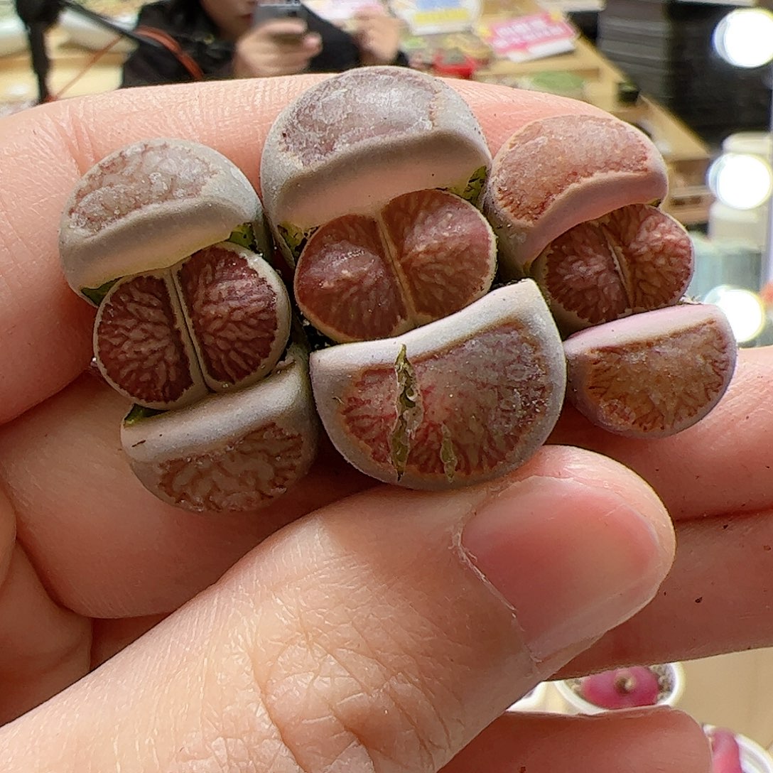 【闪购商品】66 菊