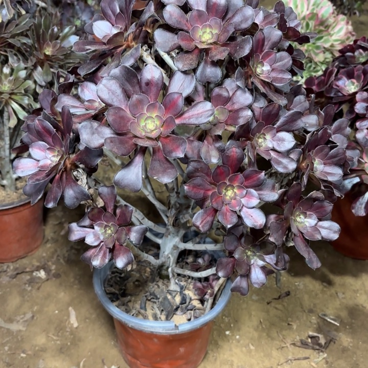 多肉植物法师晚霞6