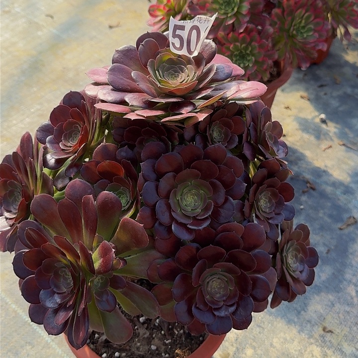 000000000000503荷兰