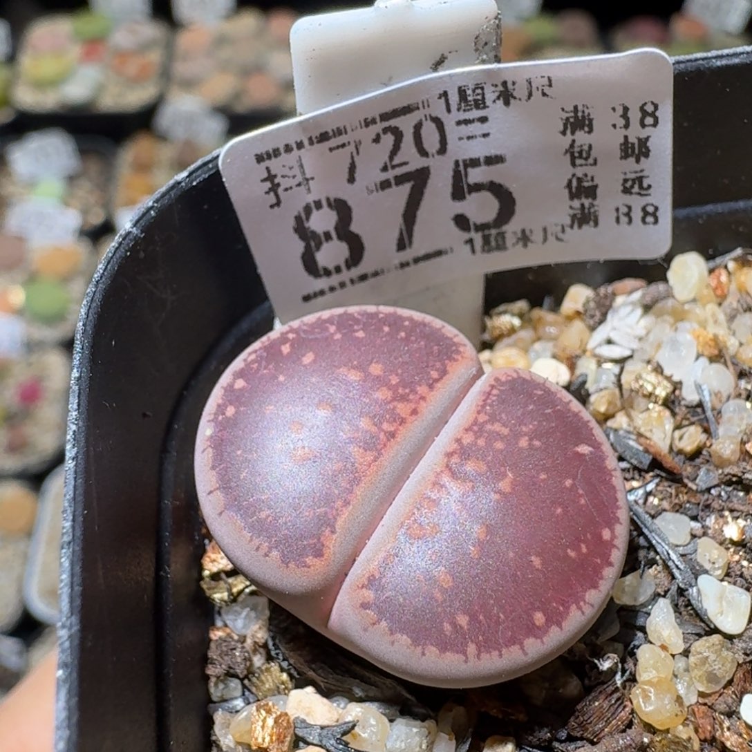 Sss精品清仓便宜875