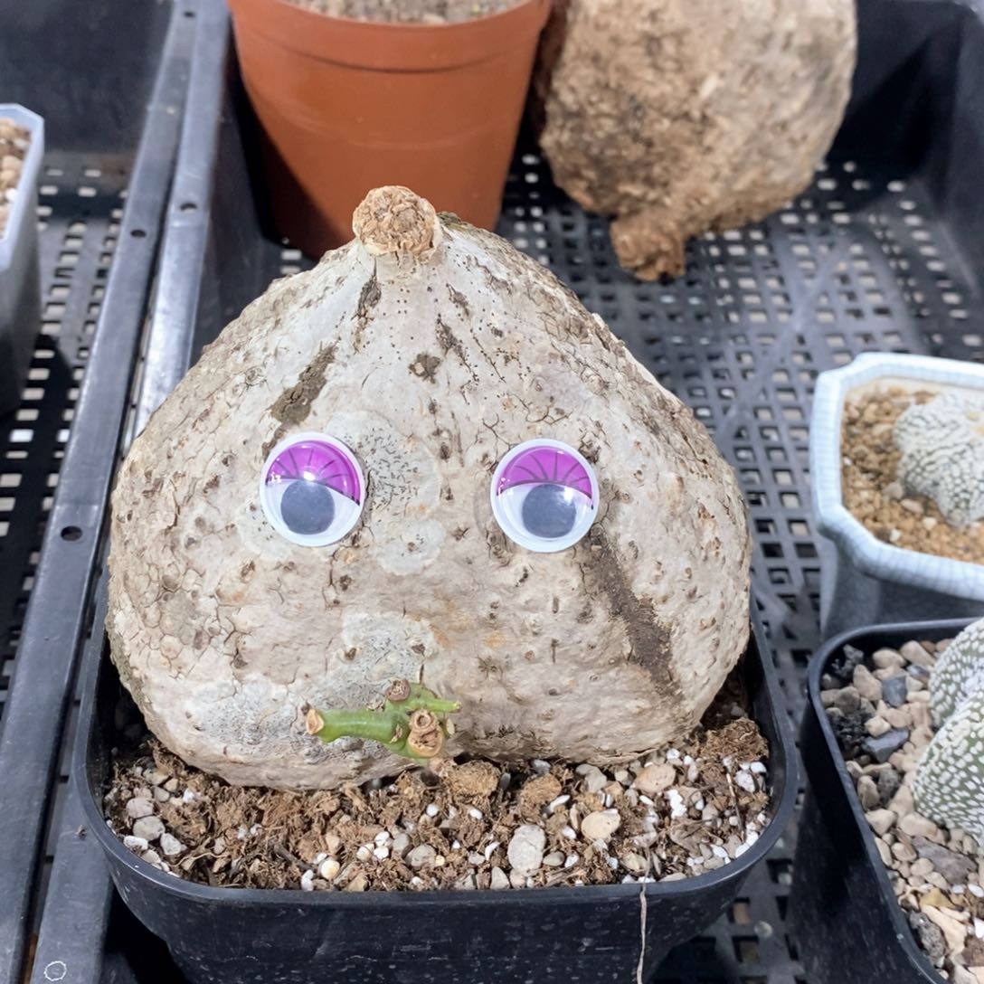 绿松石西番莲多肉植物