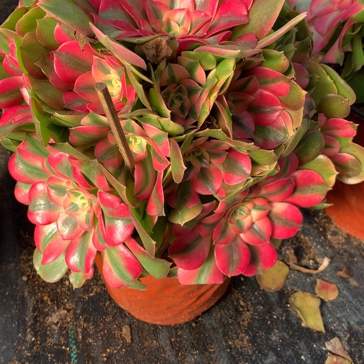 066香妃多肉植物特价