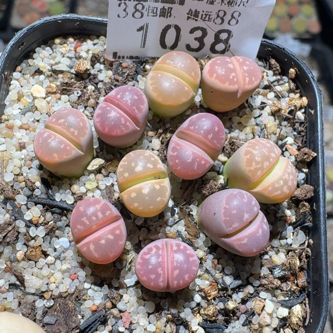 Zzz精品生石花 1038