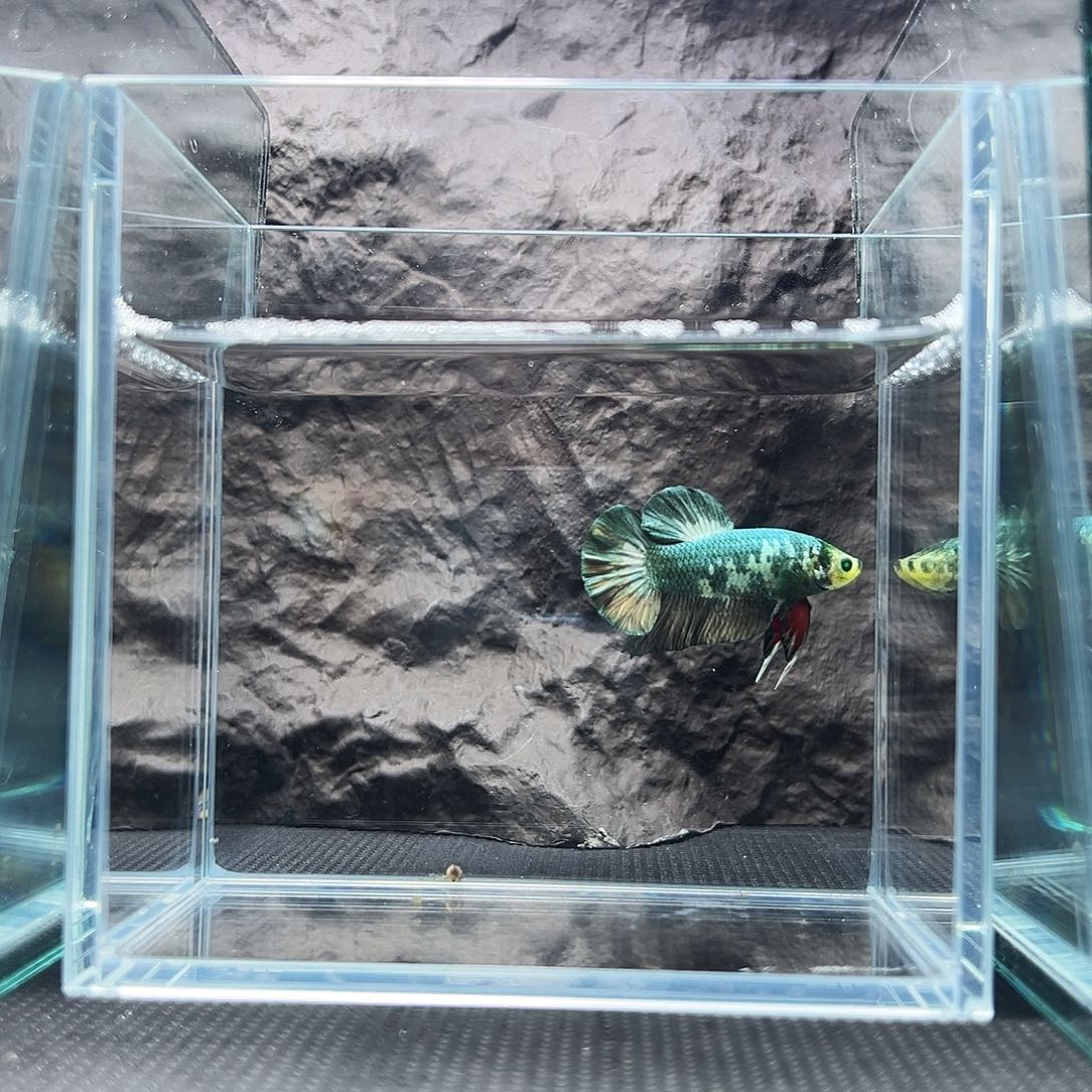 斗鱼精品精品精品精品精品