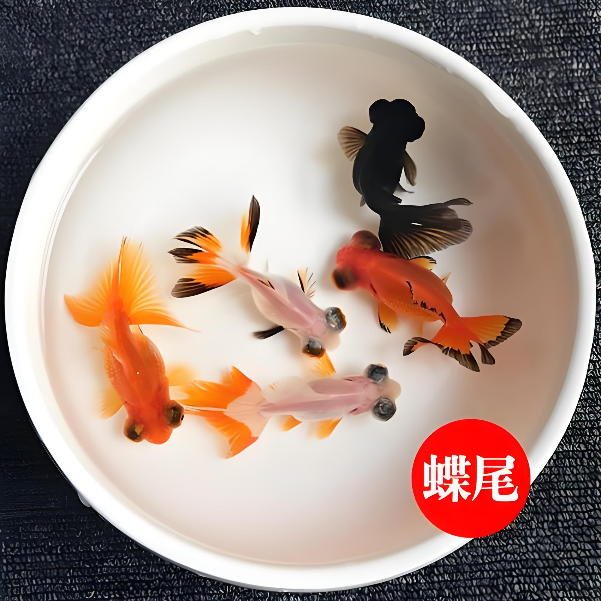 蝶尾金鱼商品冷水淡水鱼3公分花色随机（15➕2条备损）