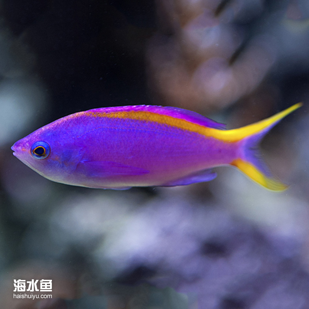 金背紫后 母（海金鱼） 海水观赏鱼