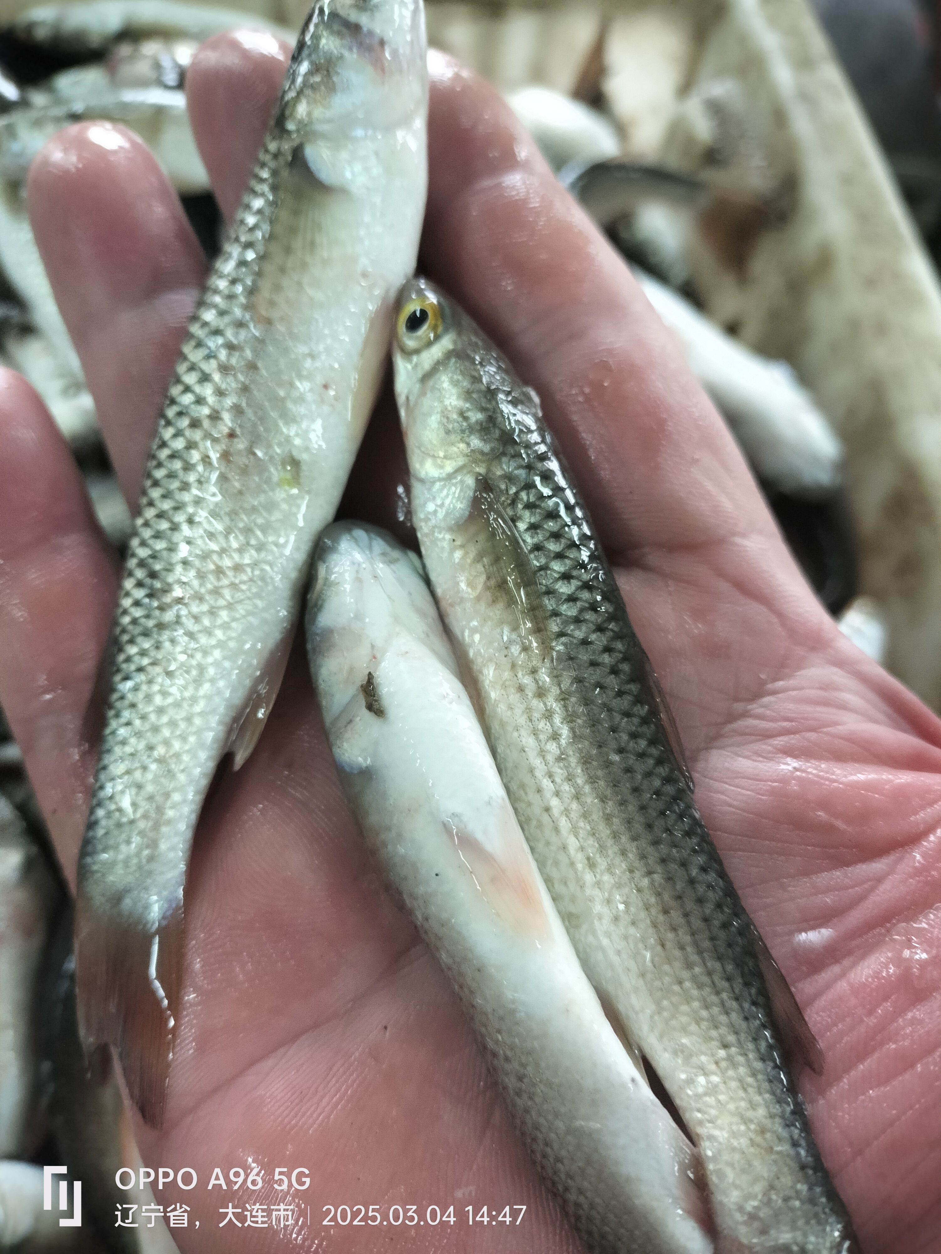 渤海湾特小梭鱼，五斤1斤30条左右，