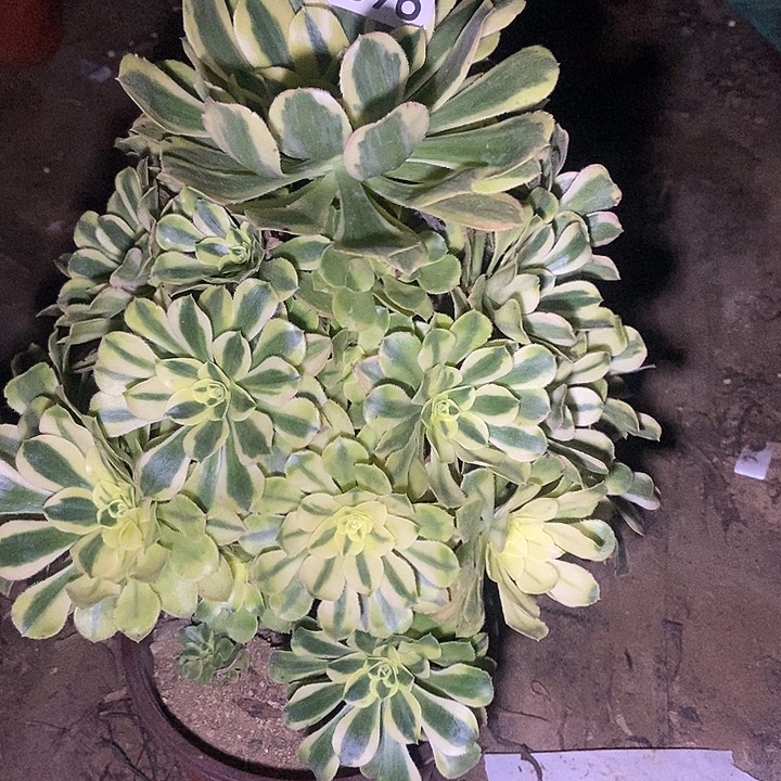 绿体香奈儿698多肉不包断