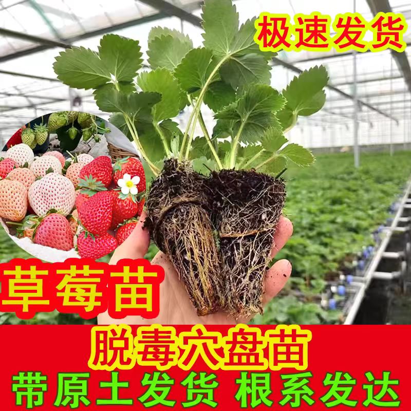 草莓苗秧盆栽脱毒四季红颜奶油草莓苗穴盘苗种苗原土发货阳台种植