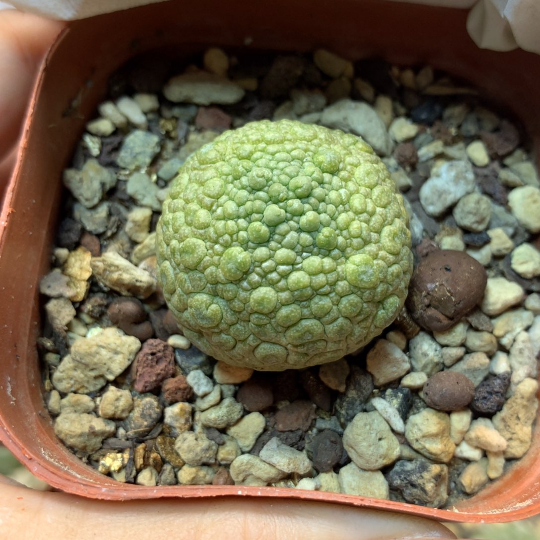      实生 林提玉3公分起发 