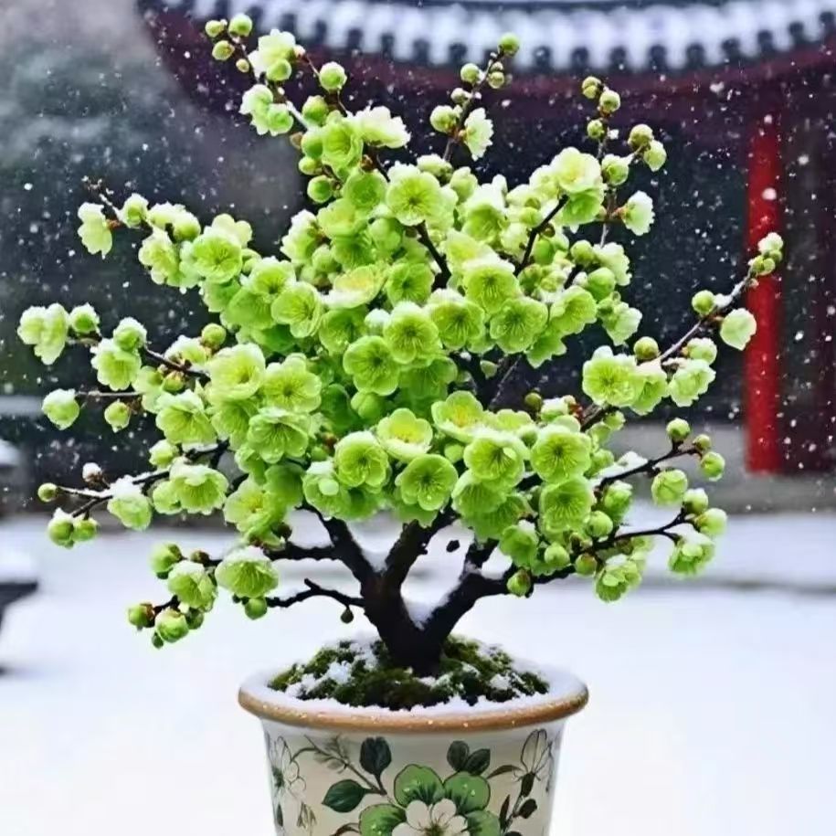 【原生】10年金钱绿鄂梅梅花盆栽地栽南北方养殖带花芽花苞发货