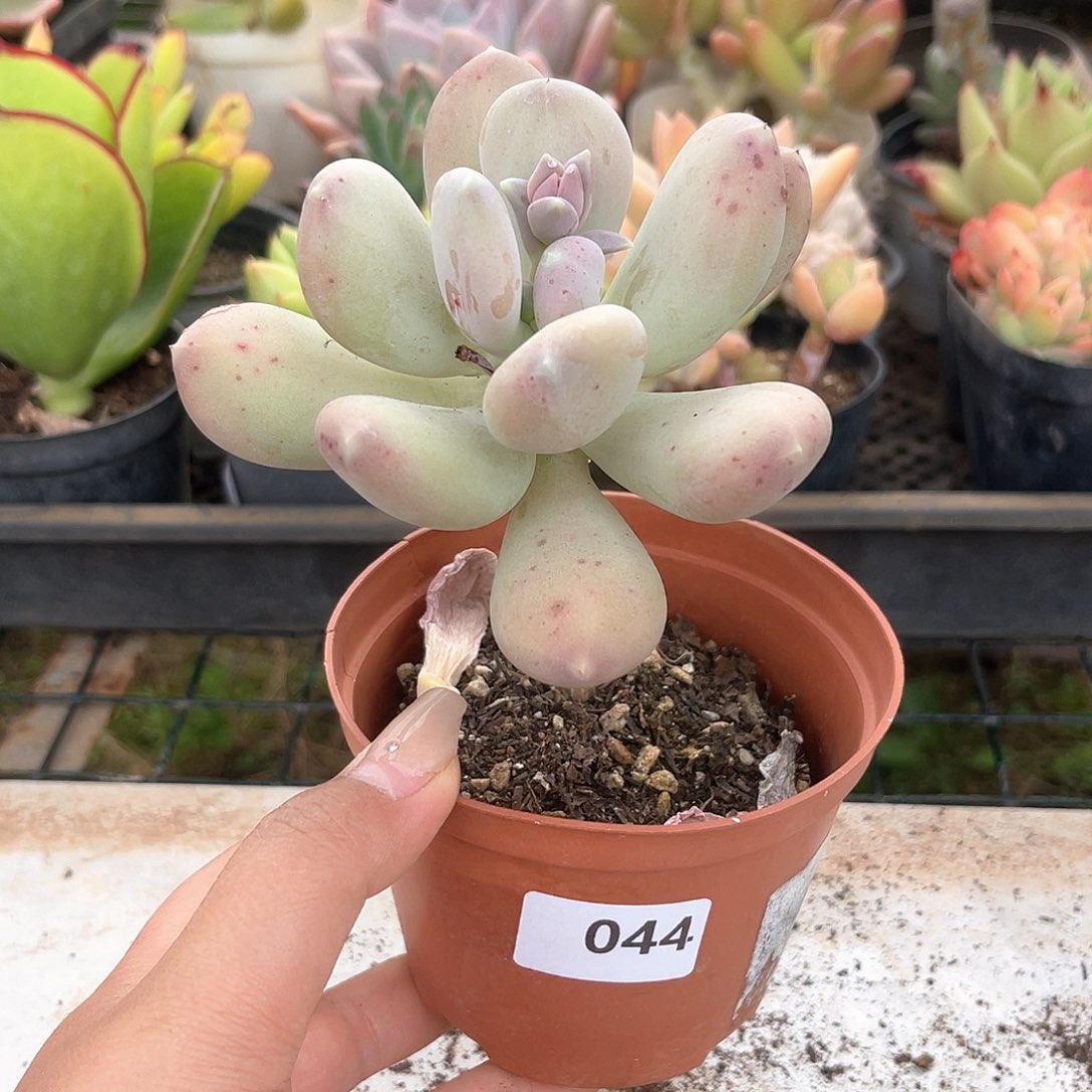 大叶奶酪。  044。 11111111111