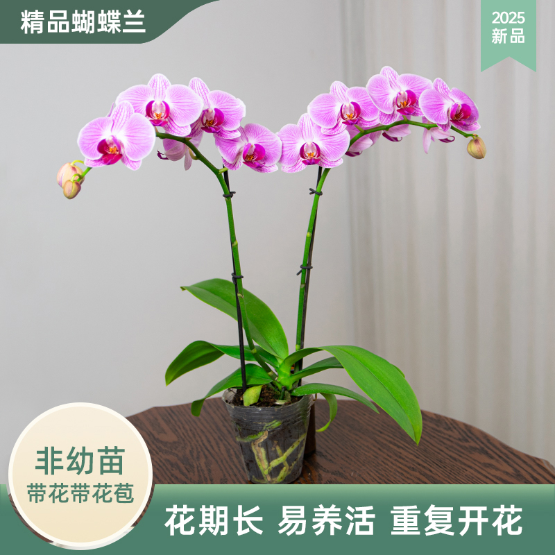 金色池塘 蝴蝶兰基地 蝴蝶兰【小安妮】花卉带花室内乔迁开业礼品