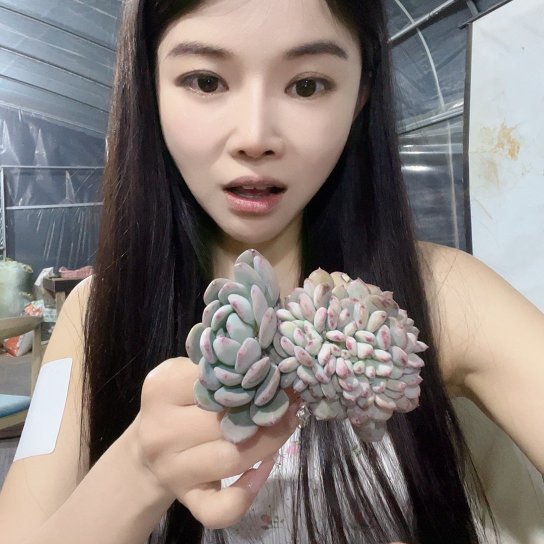 多肉植物一物一拍