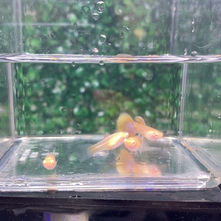 孔雀鱼金粉奶奶和爸爸说他女儿也