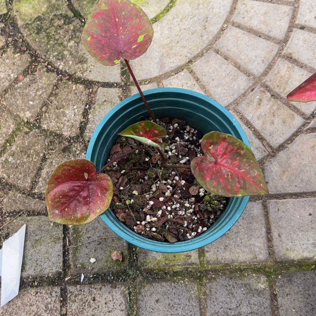 F***n完全开放1111泰彩彩叶芋