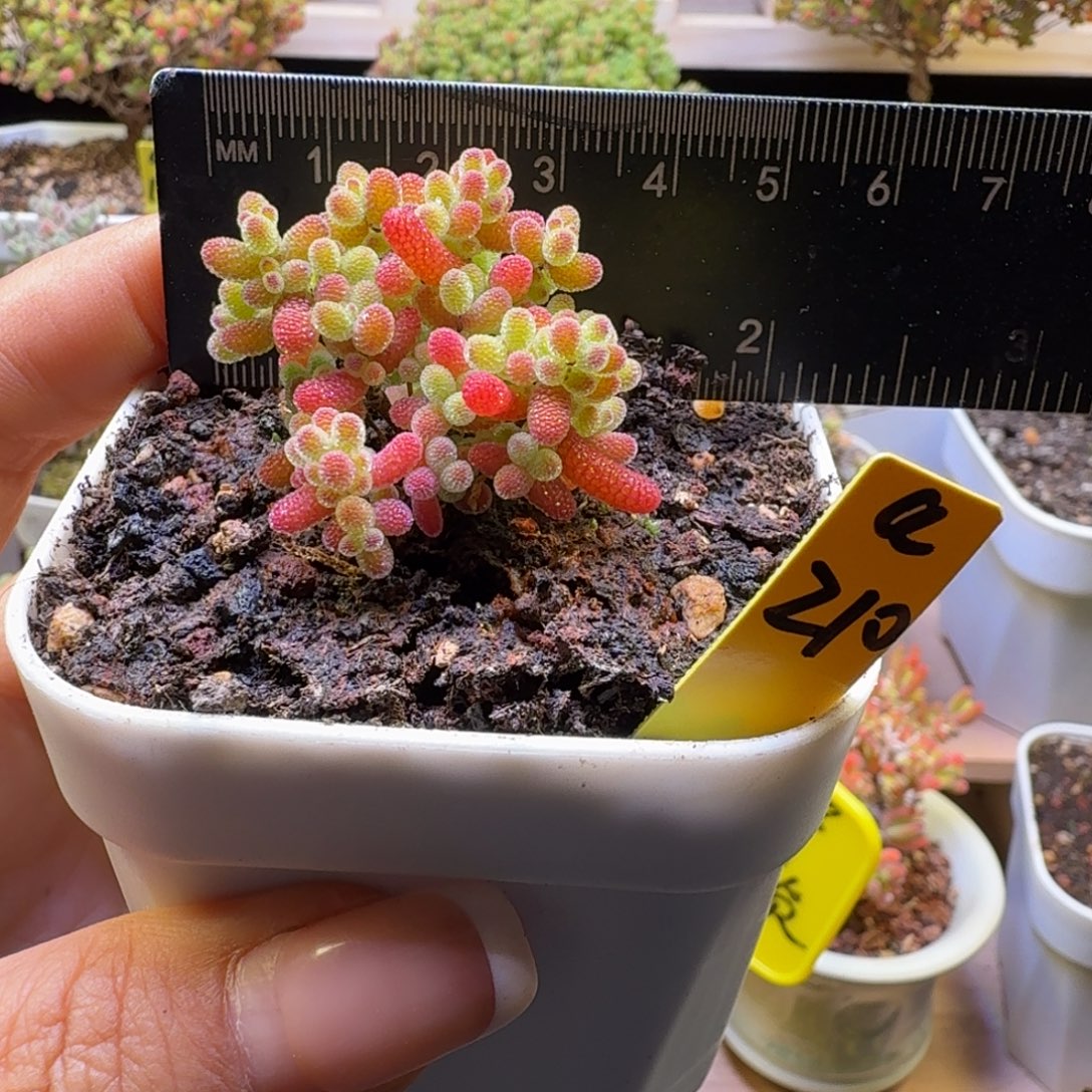 萤***火a210号橘子糖冠服3厘米左右