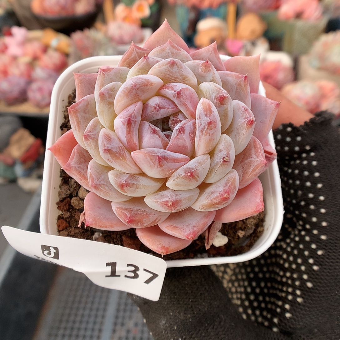 137冰魄多肉植物6666