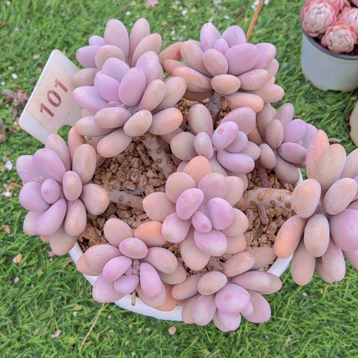 健健康康平平安安