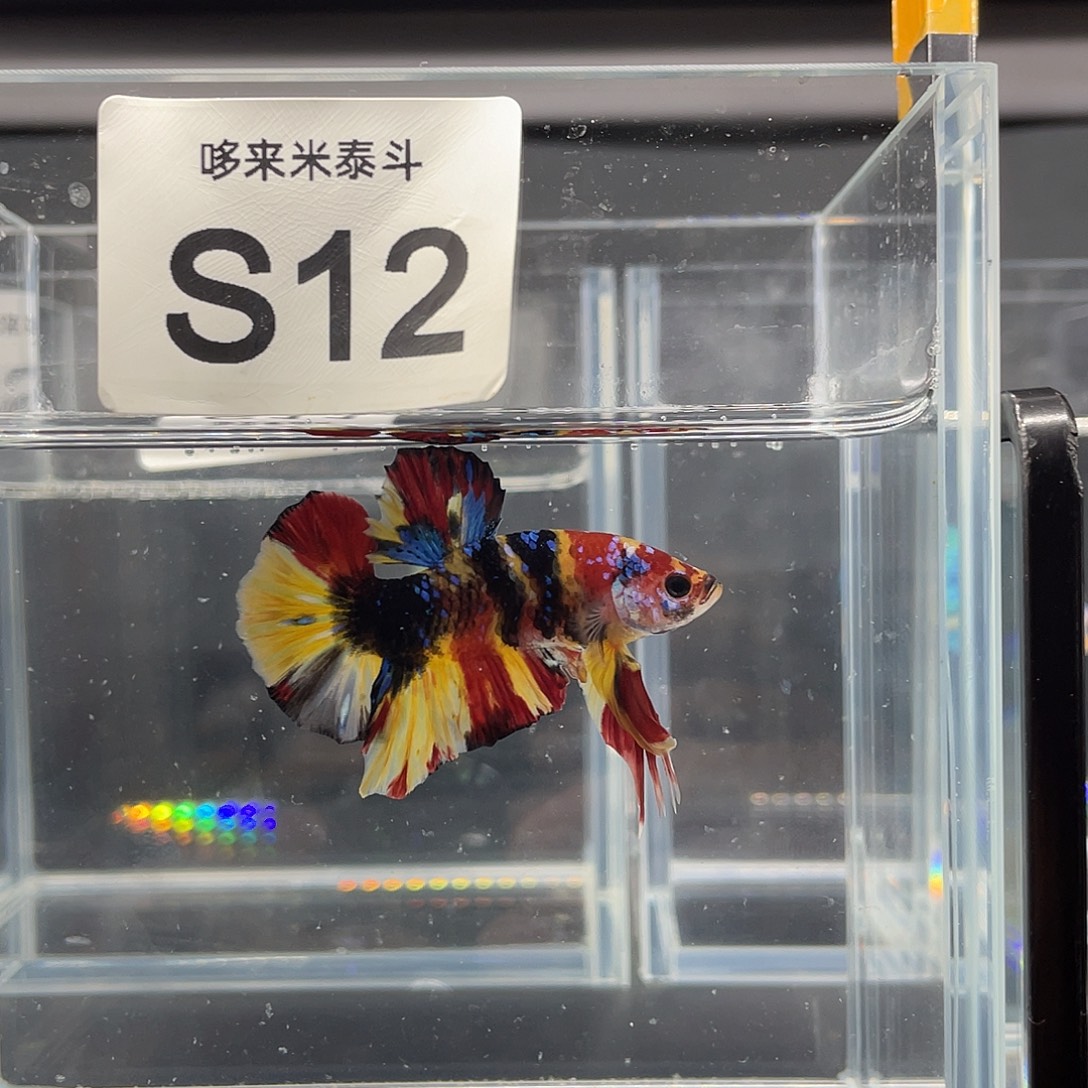 斗鱼11.26早012号糖果将军公