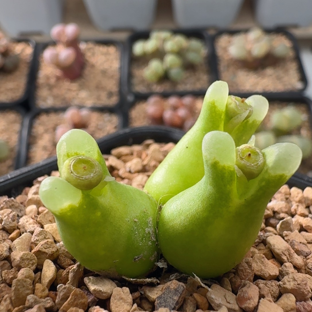 超级奶瓶风铃玉肉锥3434