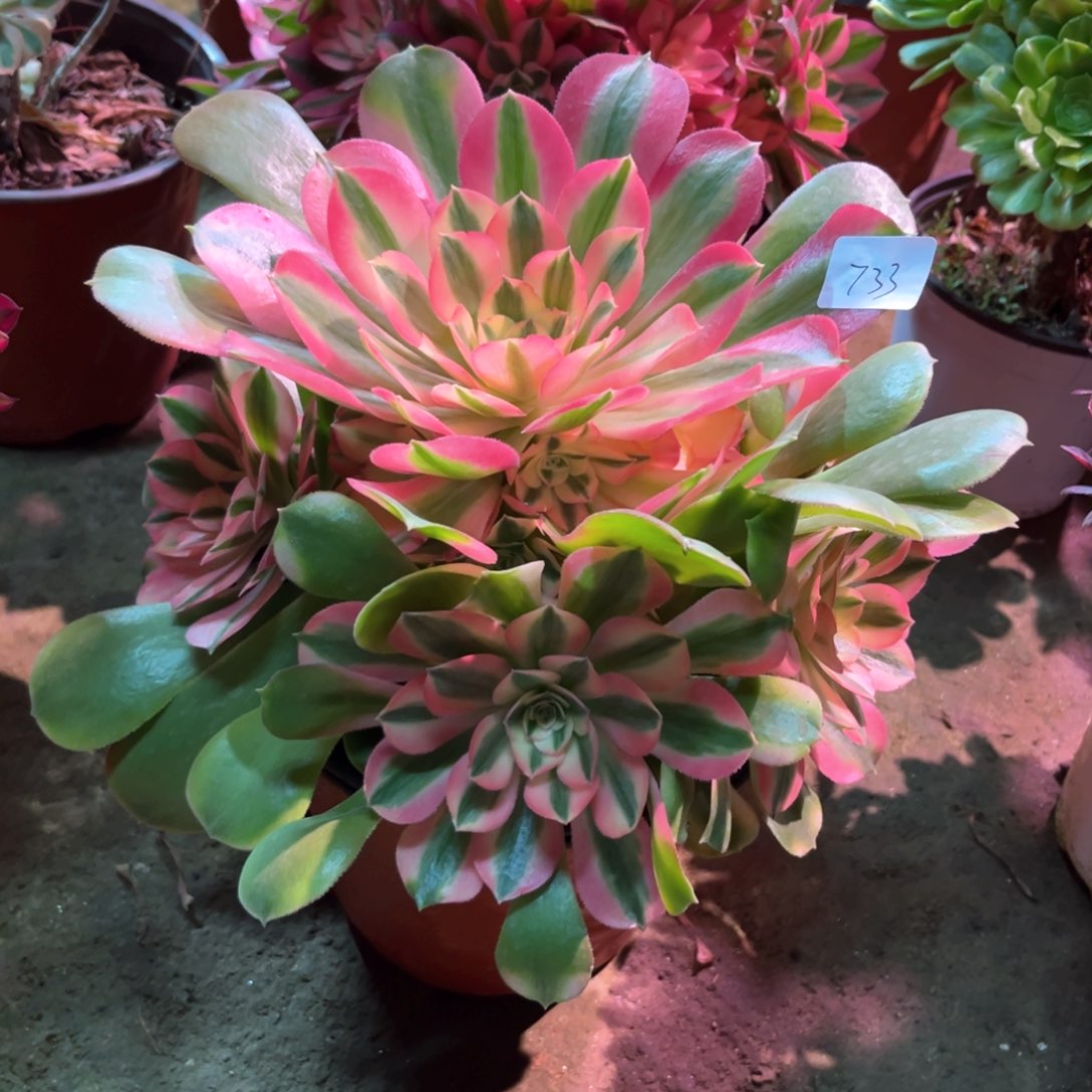 多肉植物香妃733