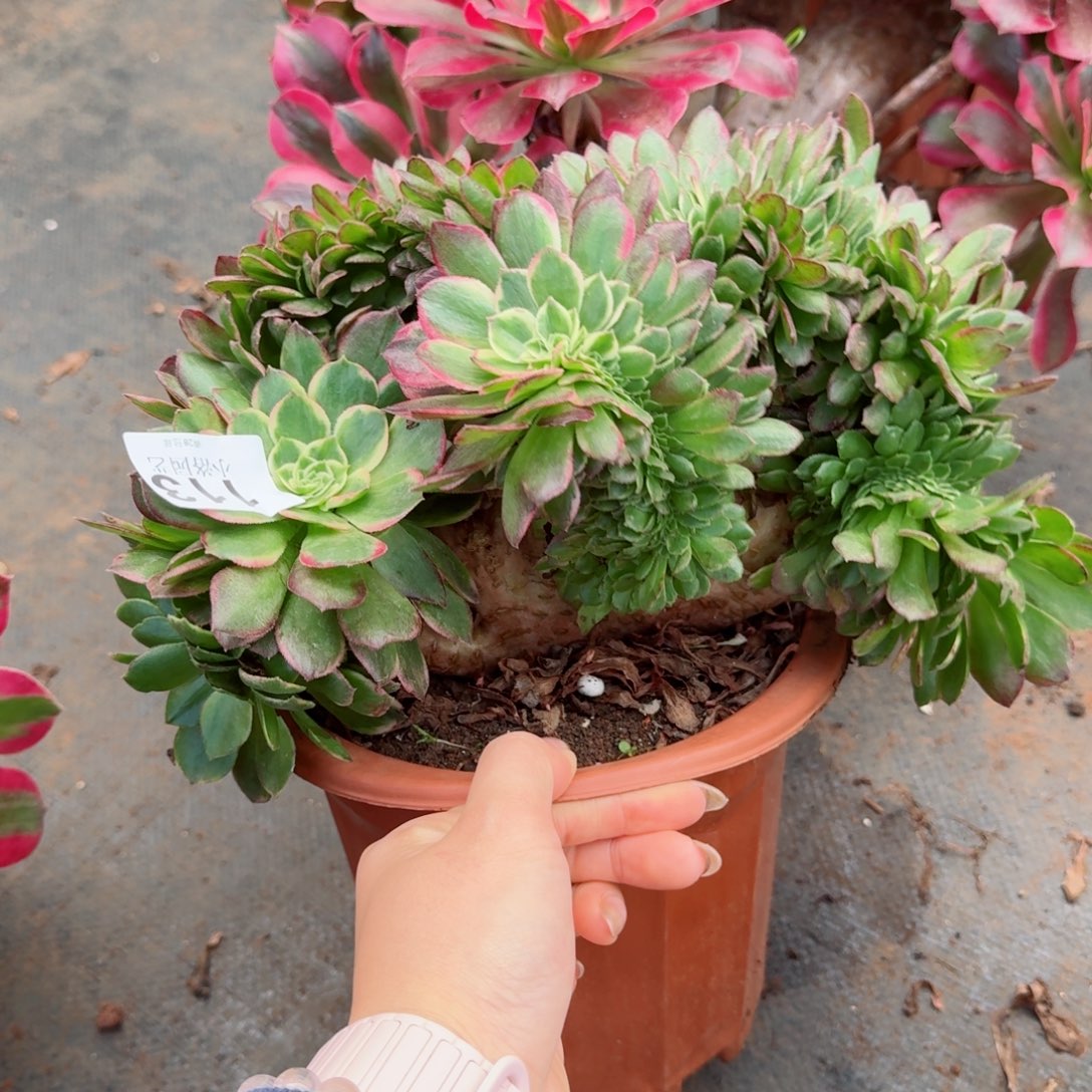 113海王缀化多肉植物满28包邮